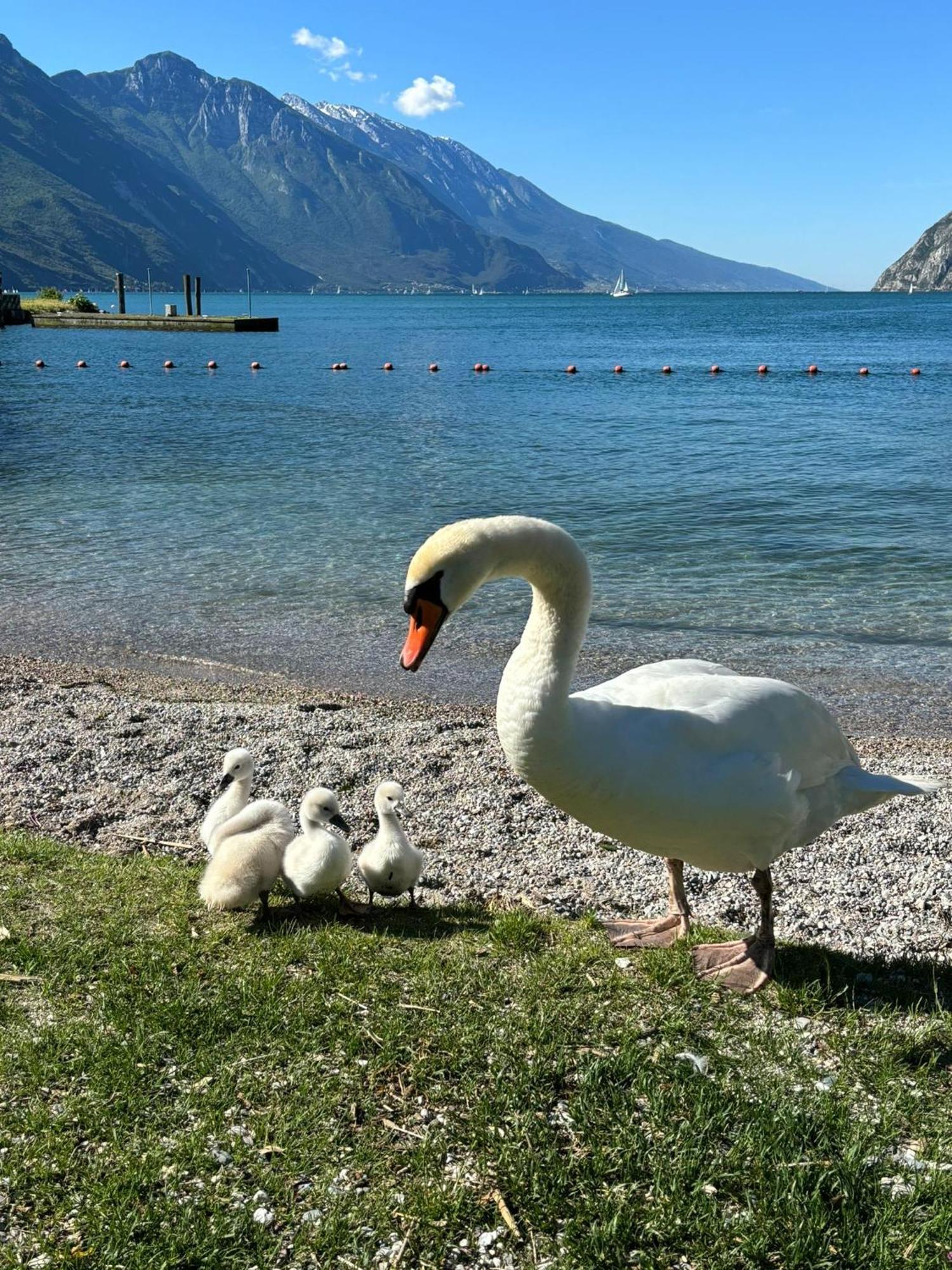 Garden & Pool Perugini Apartment Torbole Sul Garda Екстериор снимка